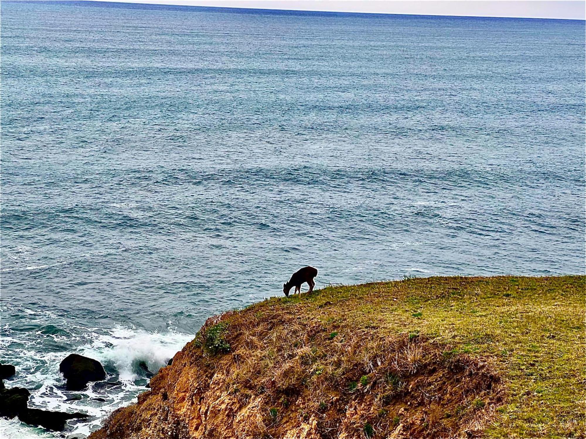 Inn Of The Lost Coast Shelter Cove Luaran gambar